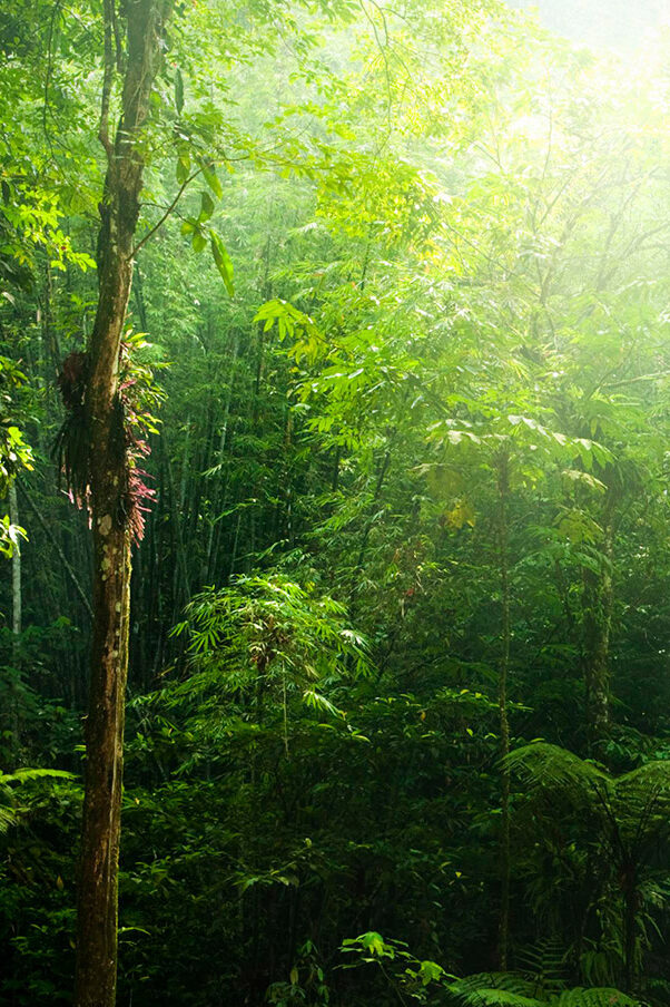 Lush forest in the Caribbean