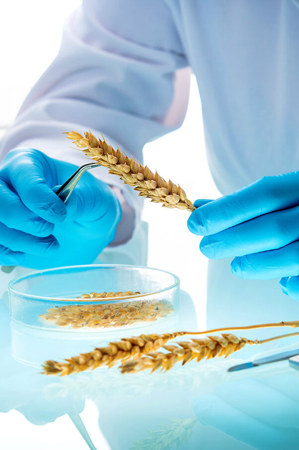 Two hands in close-up wearing disposable blue medical gloves taking samples from an ear of grain with tweezers. Next to them is a petri dish already containing grain samples.