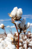 Image of a cotton flower
