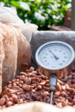 Cocoa beans in a wooden barrel with temperature gauge