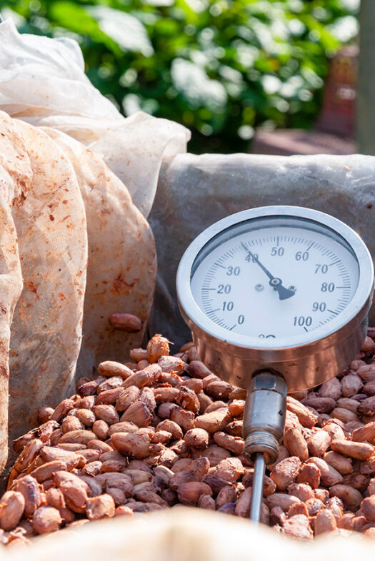 Cocoa beans in a wooden barrel with temperature gauge