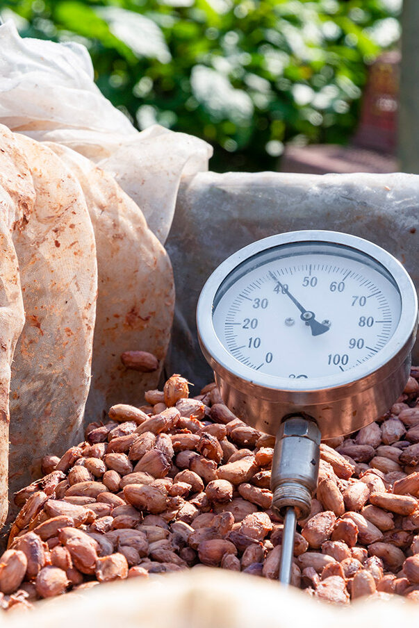 Cocoa beans in a wooden barrel with temperature gauge