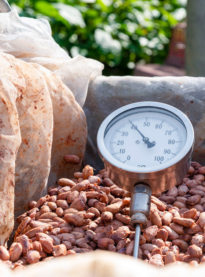Cocoa beans in a wooden barrel with temperature gauge
